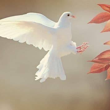Since the Ceasefire Came Into Effect in Gaza, the Number of Palestinians Killed in Israeli Attacks Has Exceeded 1,500.