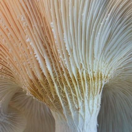 Scientists Shocked to Discover ‘D-rex’, a Giant Fungus from Chinese Forests Dating Back 65 Million Years