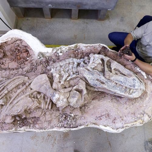 New Dinosaur Species Discovered in Croatia - Total Croatia