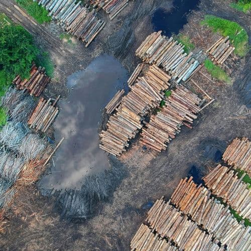 We Could Lose UK-Sized Forest by 2030 if Deforestation Rate Continues