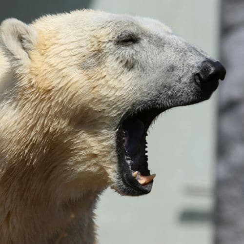 Watch Trailer For 'Nuisance Bear,' Award-Winning Documentary