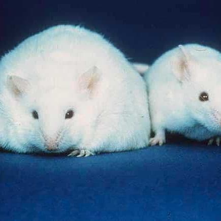 GLP-1s may help boost fertility outcomes for hopeful mothers, some women find