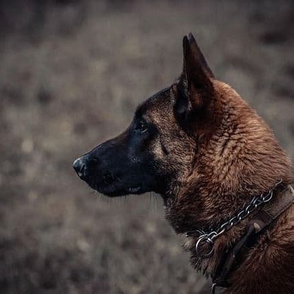 Search for Missing Pup in Yellowstone Under Pressure as Winter Nears