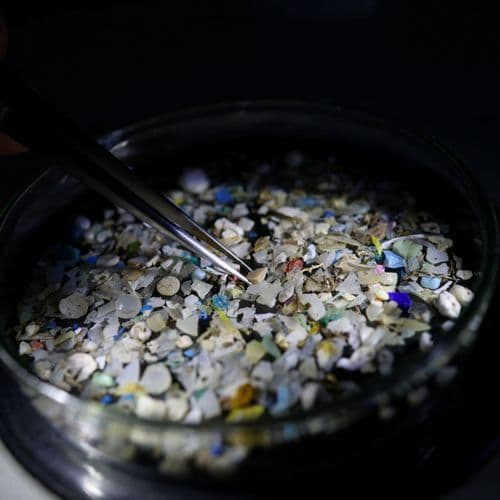 Microplastics and Rising Temperatures Alter the Cellular Responses of Antarctic and Sub-Anthartic Fish