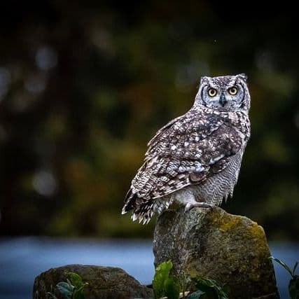Injured Owl Poses for Selfie with Rescuers