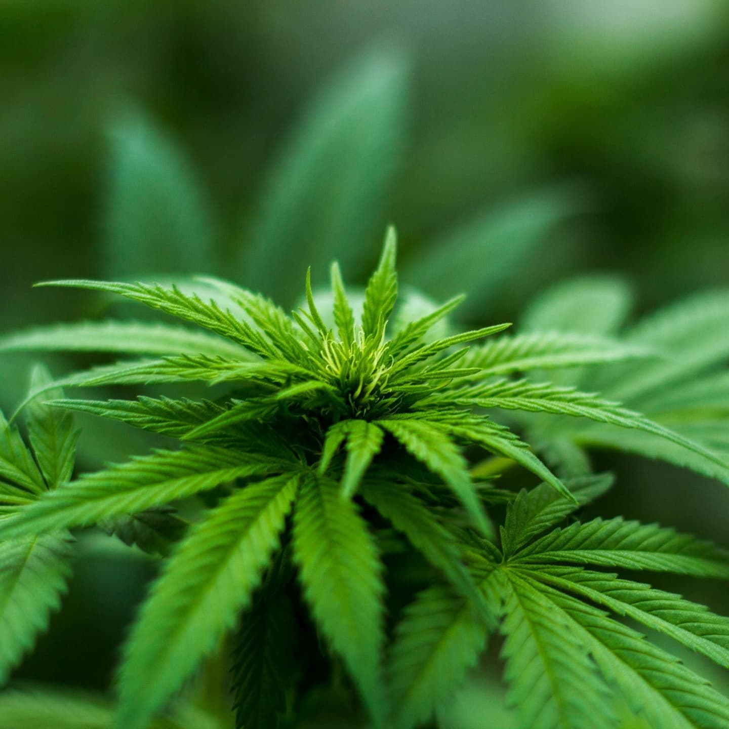 OPP seize $7.9M in illegal cannabis plants from Greater Napanee, Ont., grow op
