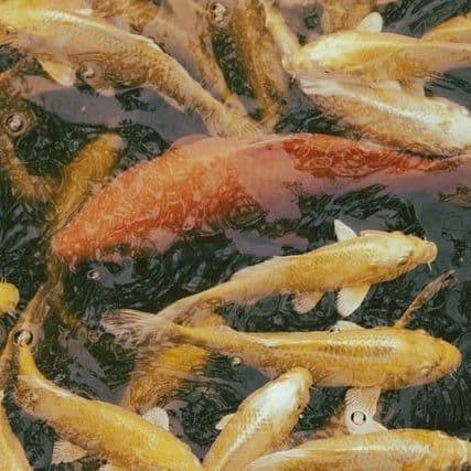 Cajamarca: PAE Confirms that No Schoolgirl Consumed the Conserve Reported in Chota