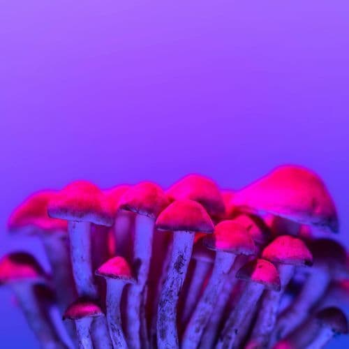 Proposed New Mexico Psilocybin Rules Get Pushback From Lawmakers And Advocates